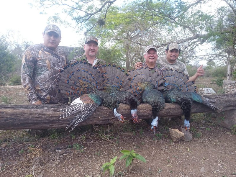 image of 4 hunters with 4 trophy ocellated turkeys